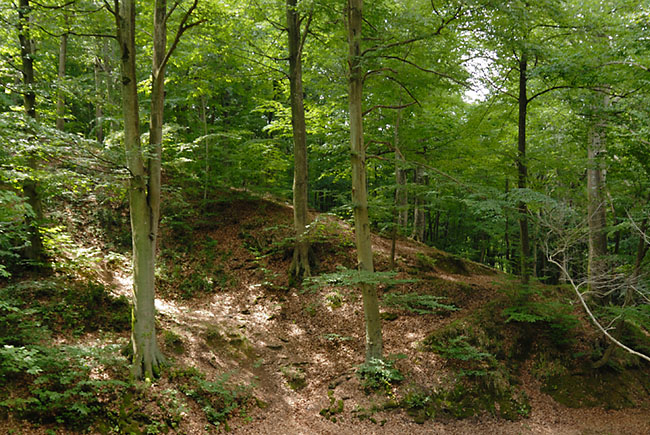 Belgrade Forest scenery
