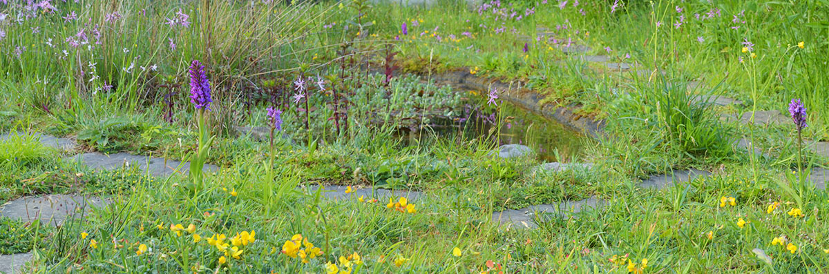 Mother and calf moose (Alces alces) grazing