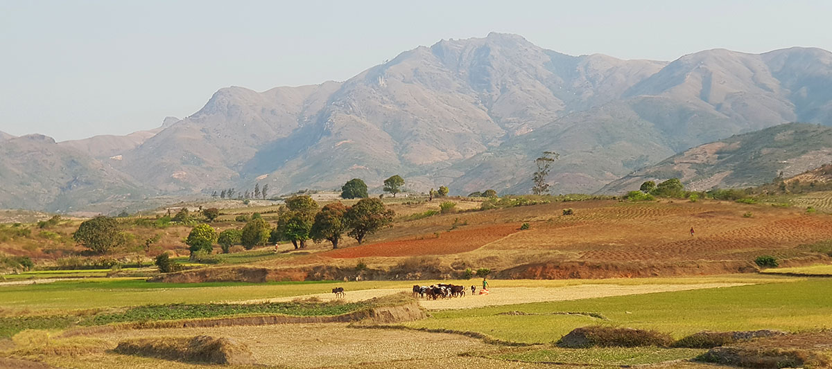 Madagascar rice paddysk