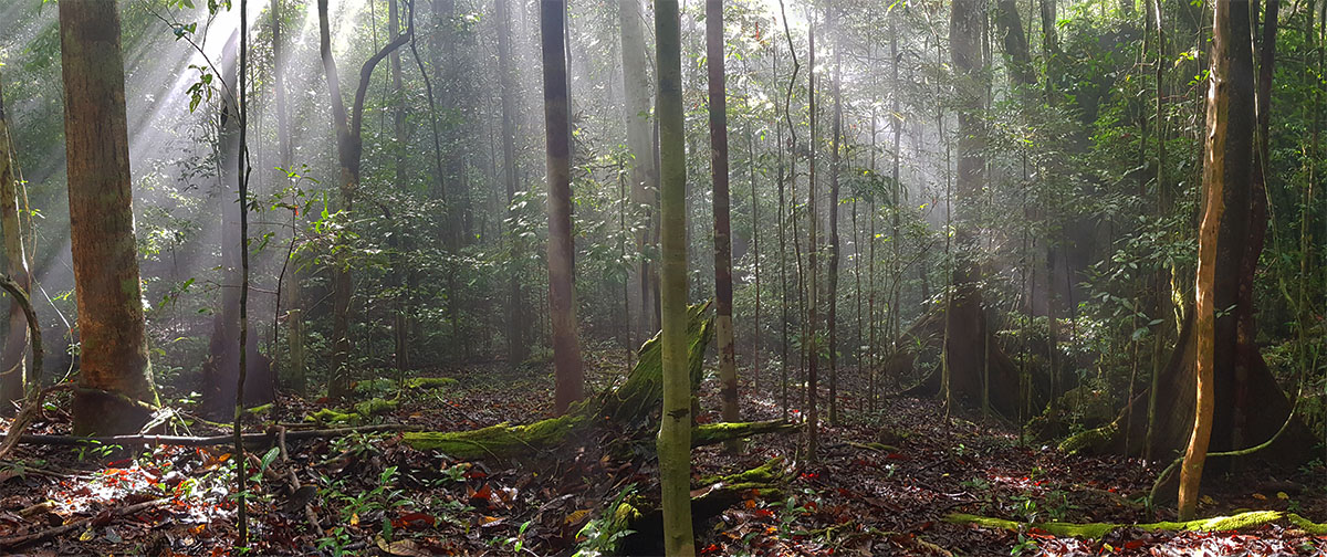 Papua Forest at Dawn