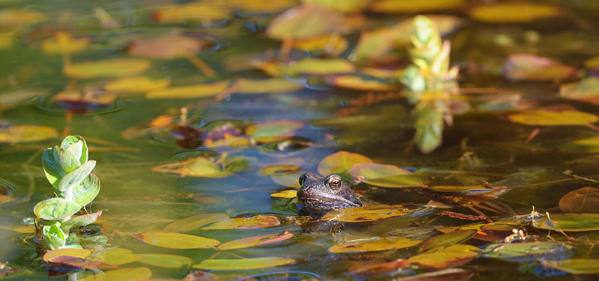 Beaver Lodge on the bank of Lake Kloten, Sweden