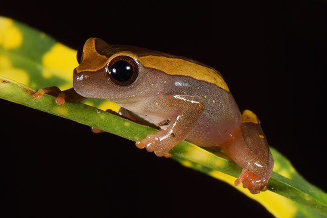 Black and White Tegu (Salvator merianae) in the northern Pantanal