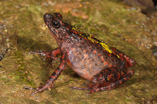 Indonesian Bleeding Toad (Leptophryne cruentata) in Gunugn Gede National Park, Sulawesi