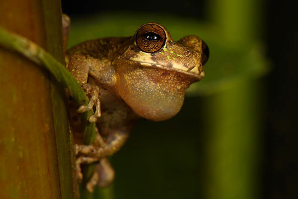 Pugnosed Treefrog (Smilisca sila)