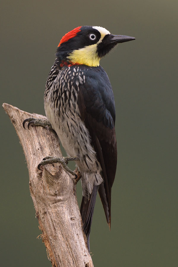 Beautiful Acorn Woodpecker (Melanerpes formicivorus)