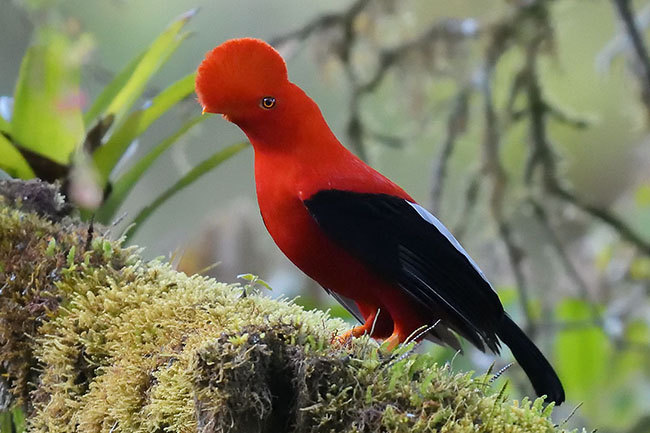 Andean Cock-of-the-Rock (Rupicola peruvianus) in the cloud forest, Ecuador