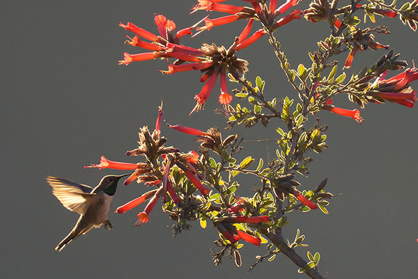 Andean Hillstar (Oreotrochilus estella) feeding