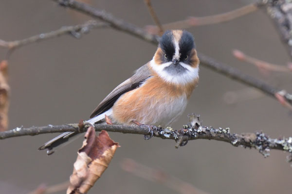 Black-browed Tit (Aegithalos bonvaloti)