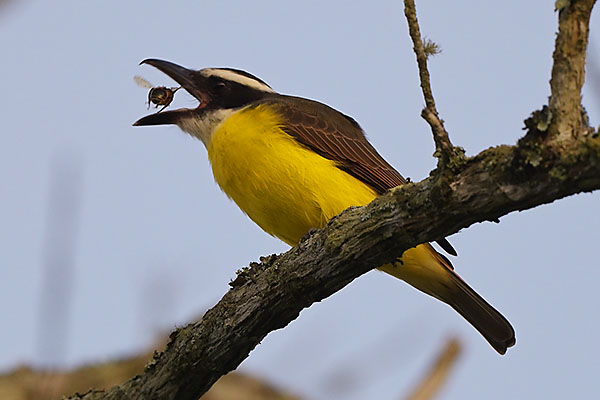 Boat-billed Flycatcher (Megarynchus pitangua) eating a bee in Santa Teresa