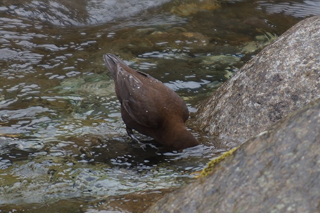 The brown dipper (Cinclus pallasii) feeding in the river
