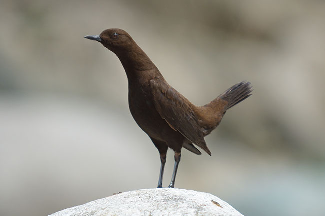 The brown dipper (Cinclus pallasii) in Tangjiahe National Park