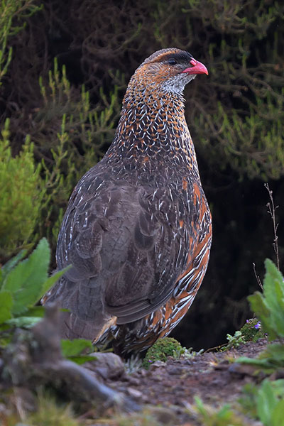 Chestnut-naped Francolin (Pternistis castaneicollis) in the Bale mountains