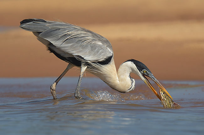 Cocoi Heron (Ardea cocoi) eating a fish