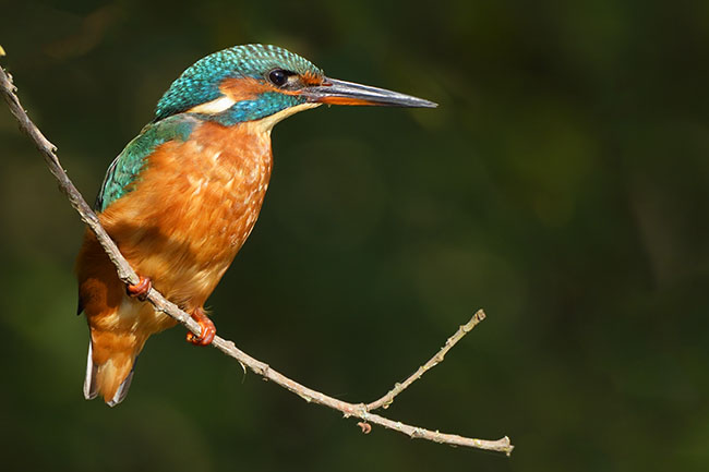 Common Kingfisher (Alcedo atthis) in Aquitaine, France