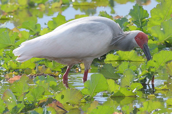 Crested Ibis (Nipponia nippon) feeding