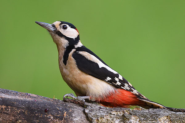 Male Great-spotted Woodpecker (Dendrocopos major)