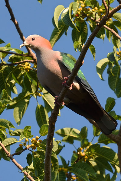 Green Imperial Pigeon (Ducula aenea)in Tangkoko National Park