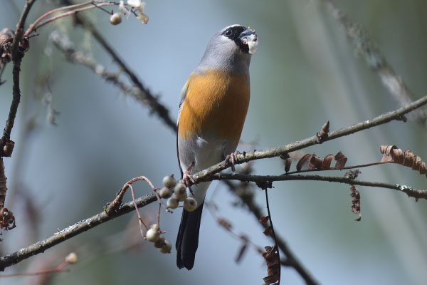 Grey-headed Bullfinch (Pyrrhula erythaca)