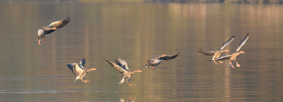 Greylag Geese (Anser anser) in Scotland