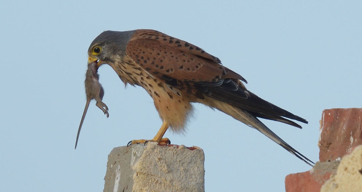 Common Kestrel (Falco tinnunculus) feeding