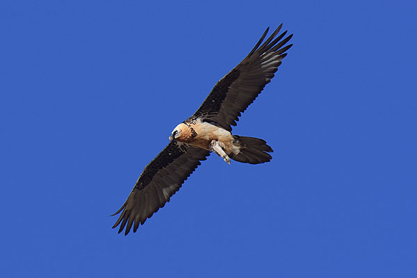 Lammergeier (Gypaetus barbatus) flying