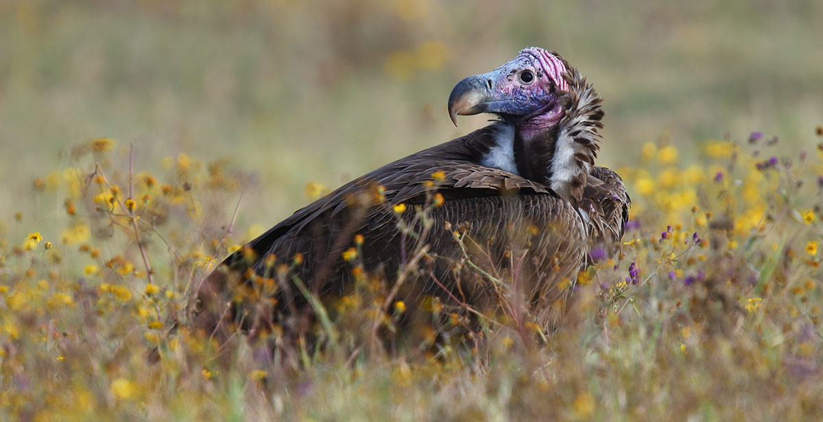 Lappet-faced Vulture (Torgos tracheliotos) in the Ngorongoro Crater