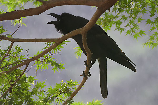 Flower Chafer (Cetoniinae sp.) in Tokyo
