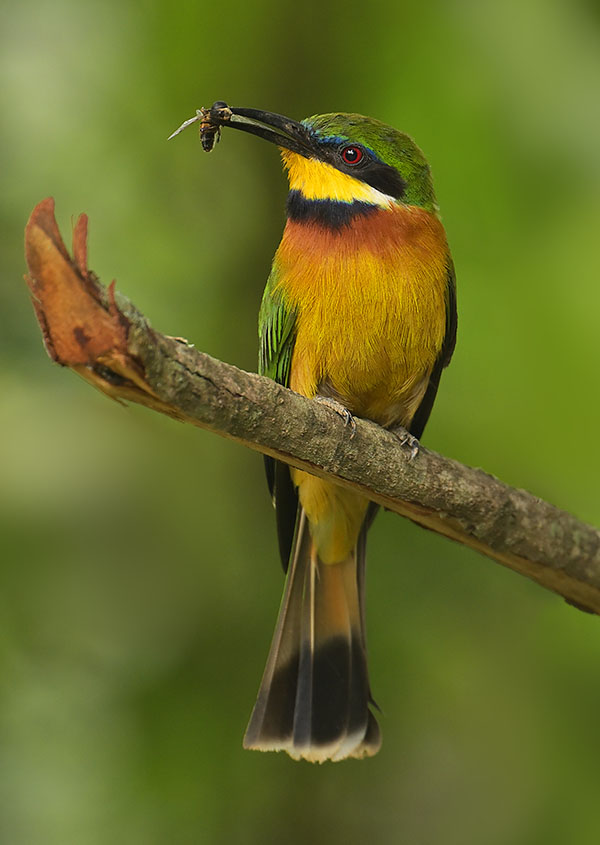 Little Bee-eater (Merops pusillus) in Uganda