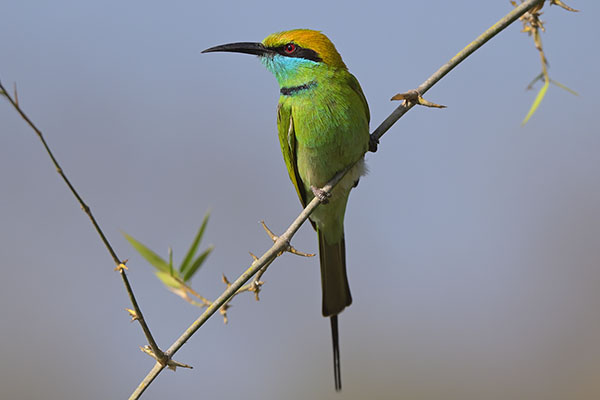 Little Green Bee-eater (Merops orientalis) in Bandipur NP