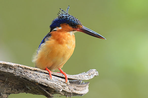 Madagascar Kingfisher (Corythornis vintsioides) at Tsarassaotra Park
