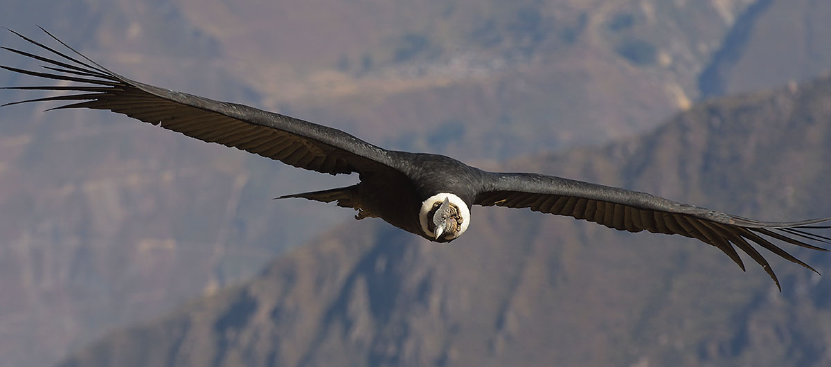 Male Andean Condor (Vultur gryphus) soaring