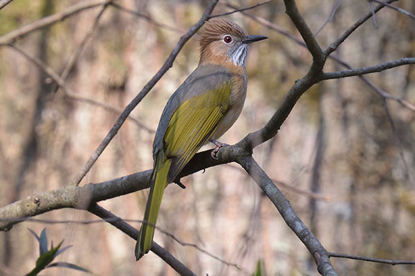 Mountain Bulbul (Ixos mcclellandii)