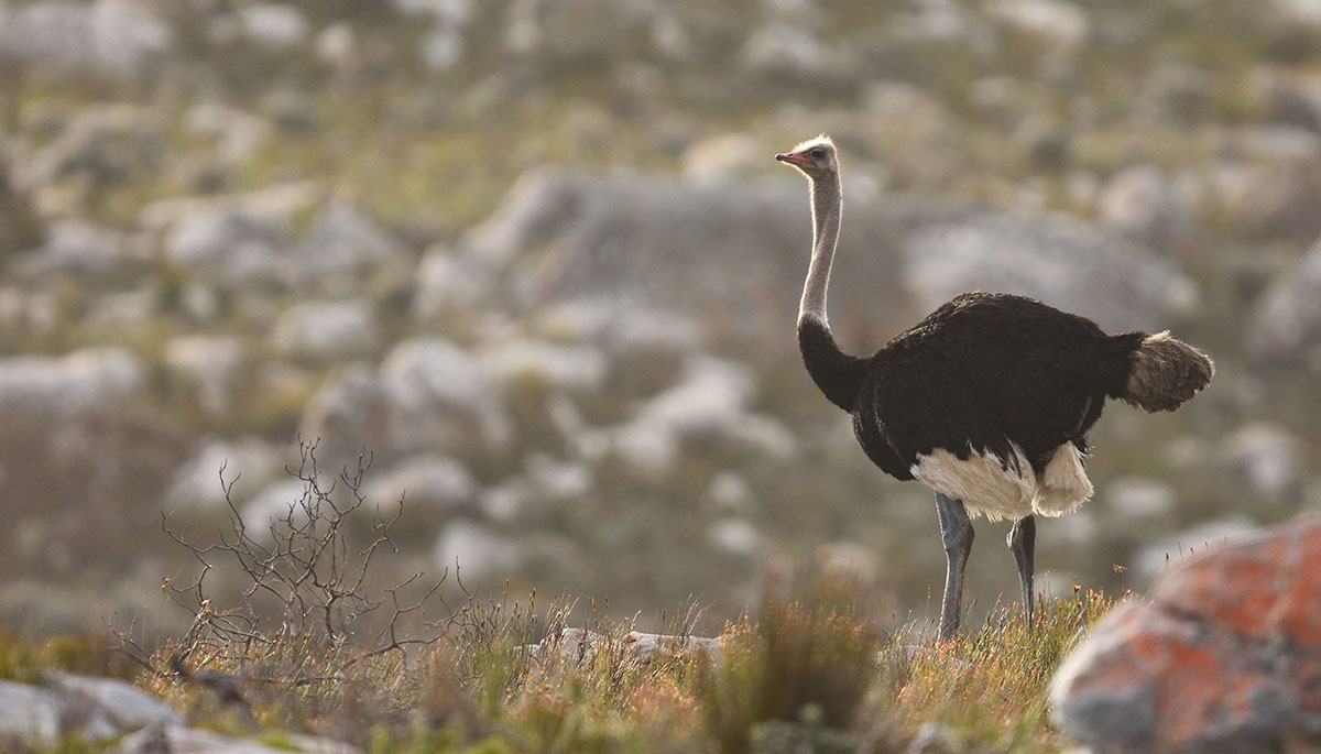 Ostrich (Struthio camelus) in the Cape of Good Hope Nature Reserve
