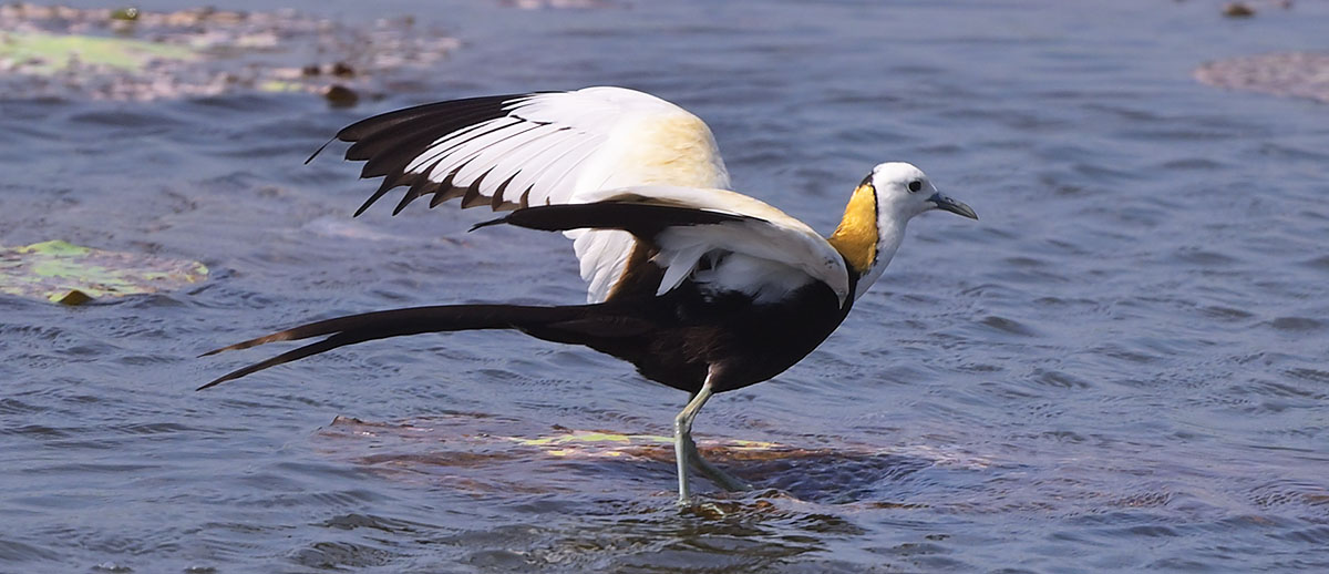 Pheasant-tailed Jacana (Hydrophasianus chirurgus) in Yala NP