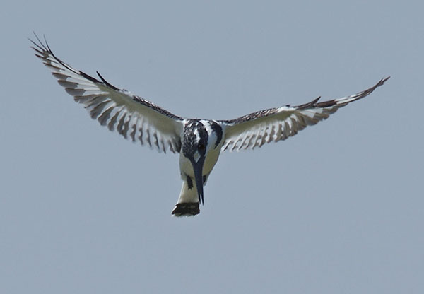 Pied Kingfisher (Ceryle rudis) hovering