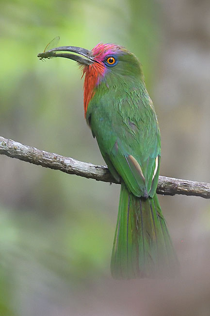 Red-bearded Bee-eater (Nyctyornis amictus) in Sumatra