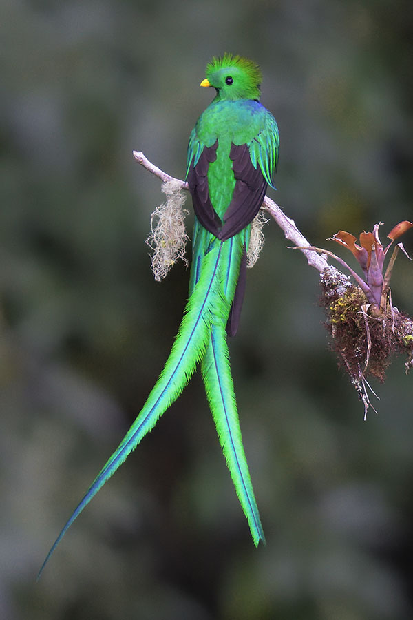 Resplendent Quetzal (Pharomachrus mocinno) image