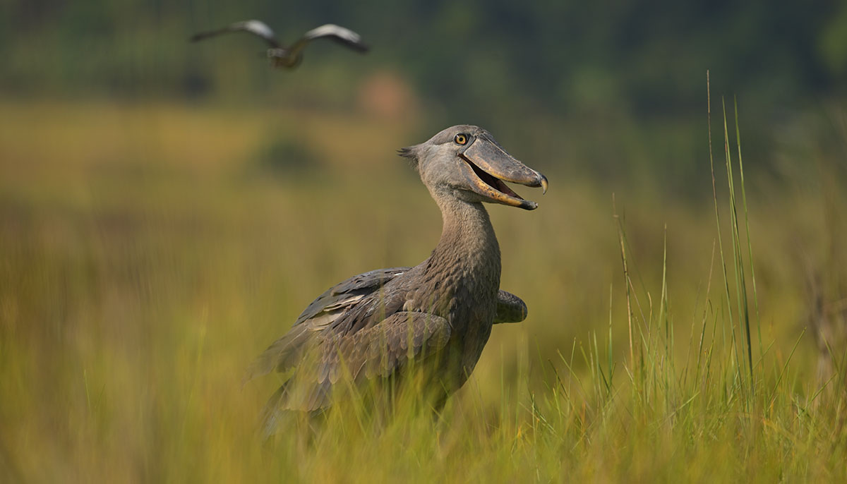 Shoebill Stork (Balaeniceps rex) in Lake Victoria
