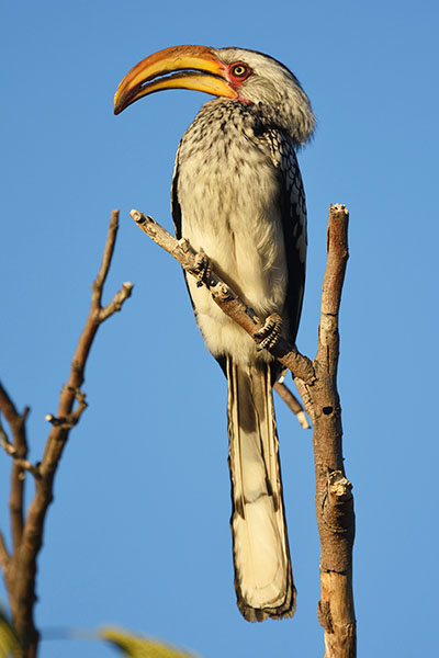 Southern Yellow-billed Hornbill (Tockus leucomelas) in the Erongo Mountains