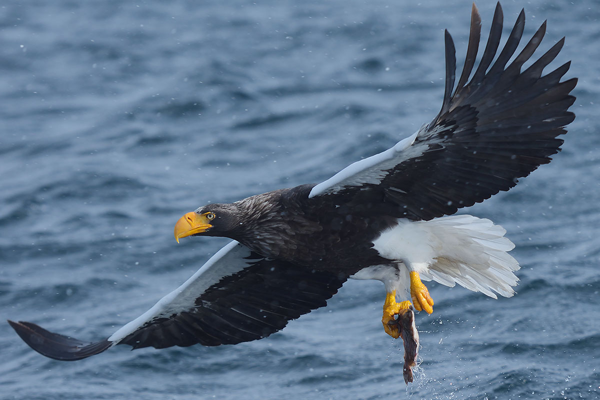 Steller's Sea Eagle (Haliaeetus pelagicus) with a fish