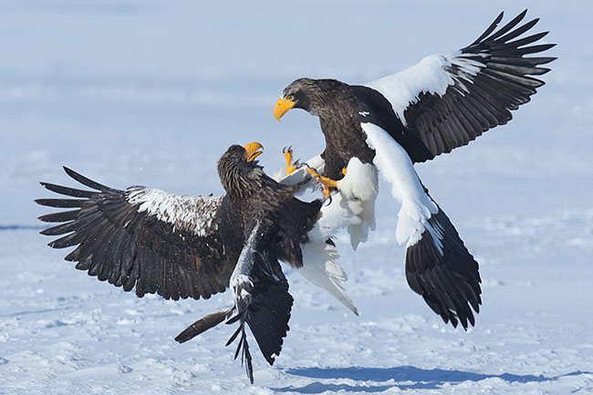 Steller's Sea Eagles (Haliaeetus pelagicus) with food