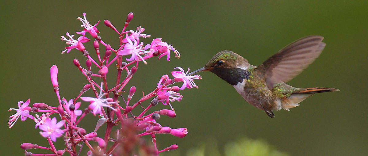 Volcano Hummingbird (Selasphorus flammula) feeding