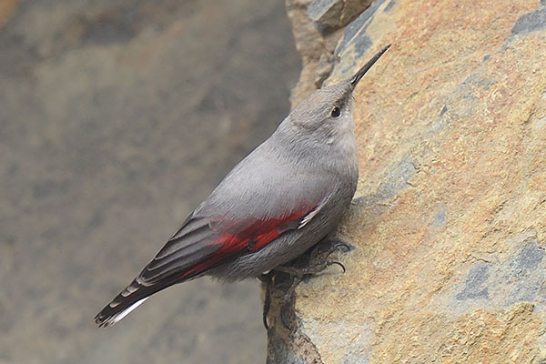Female Wallcreeper (Tichodroma muraria)