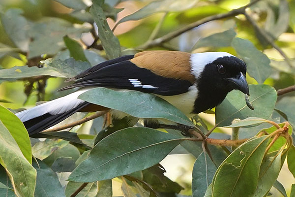 White-bellied Treepie (Dendrocitta leucogastra) eating a caterpillar in Periyar NP
