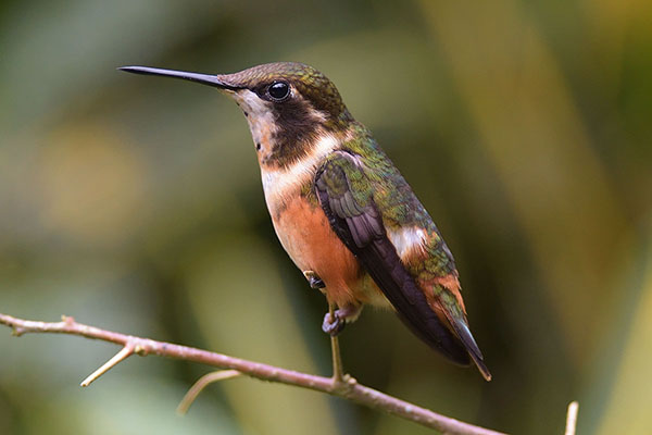 white-bellied woodstar (Chaetocercus mulsant)