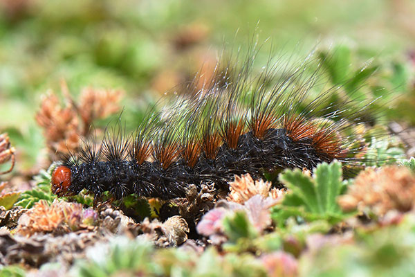 Wooly-bear caterpillar (Arctiidae sp.)) in Bale Mountains National Park