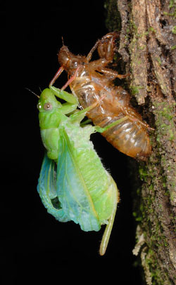 Cicada starting to dry it's wings