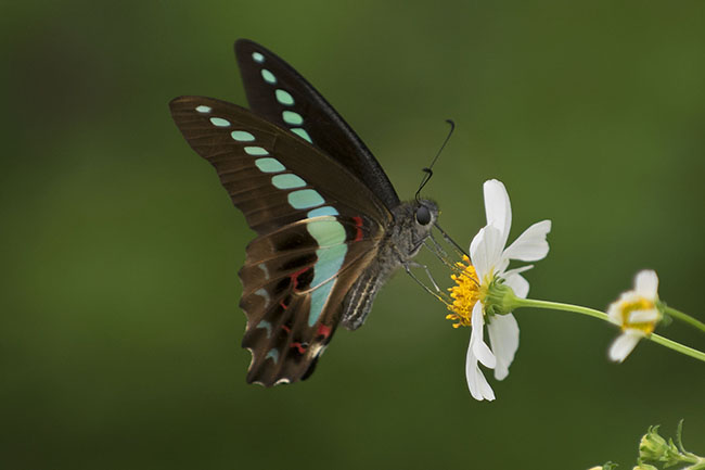 Common Bluebottle (Graphium sarpedon) in Okinawa, Japan