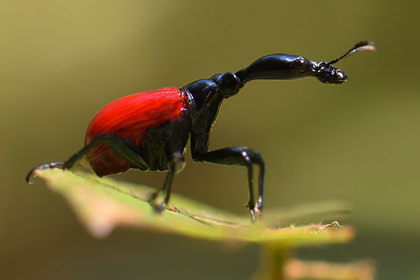 Female Giraffe Weevil (Trachelophorus giraffa)