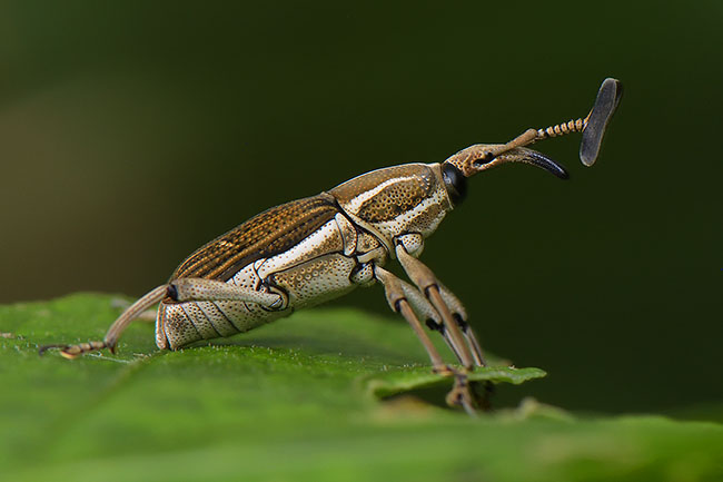 'Trumpet-horned' Weevil (Curculionidae sp.) in Gunung Gede National Park